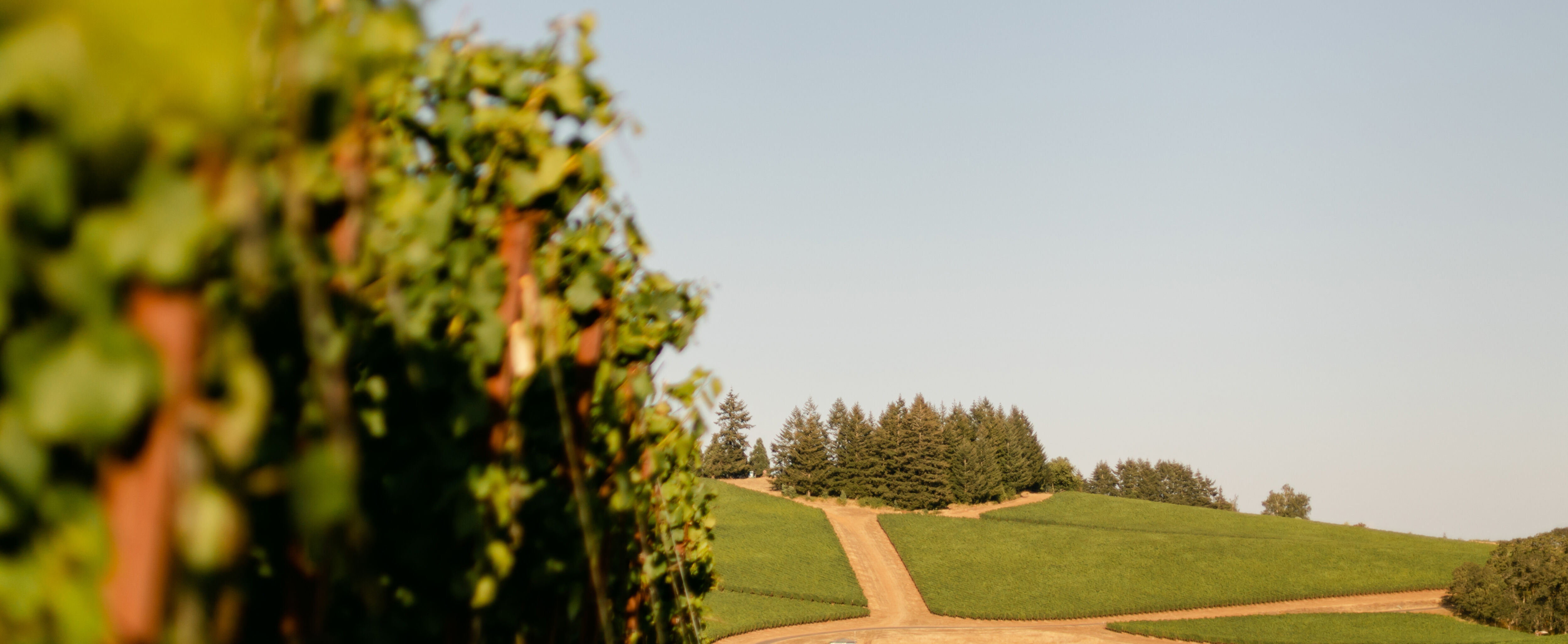 Zena Crown Vineyard Zena Crown Vineyard