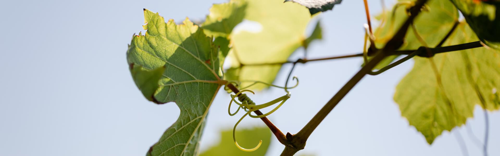 Close Up of Vineyard leaves Close Up of Vineyard leaves