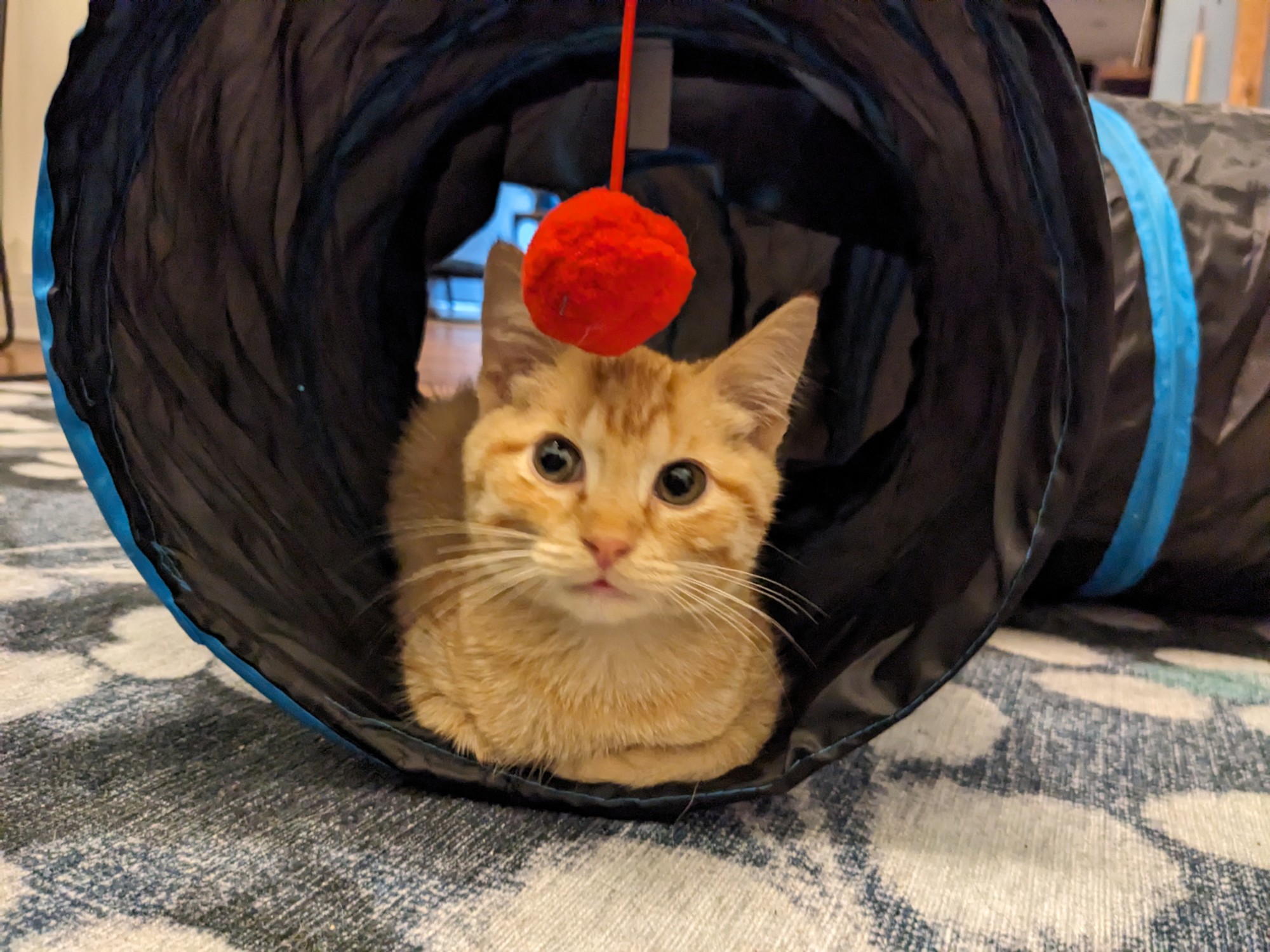 Kitty Treat Vineyard Pinot Noir