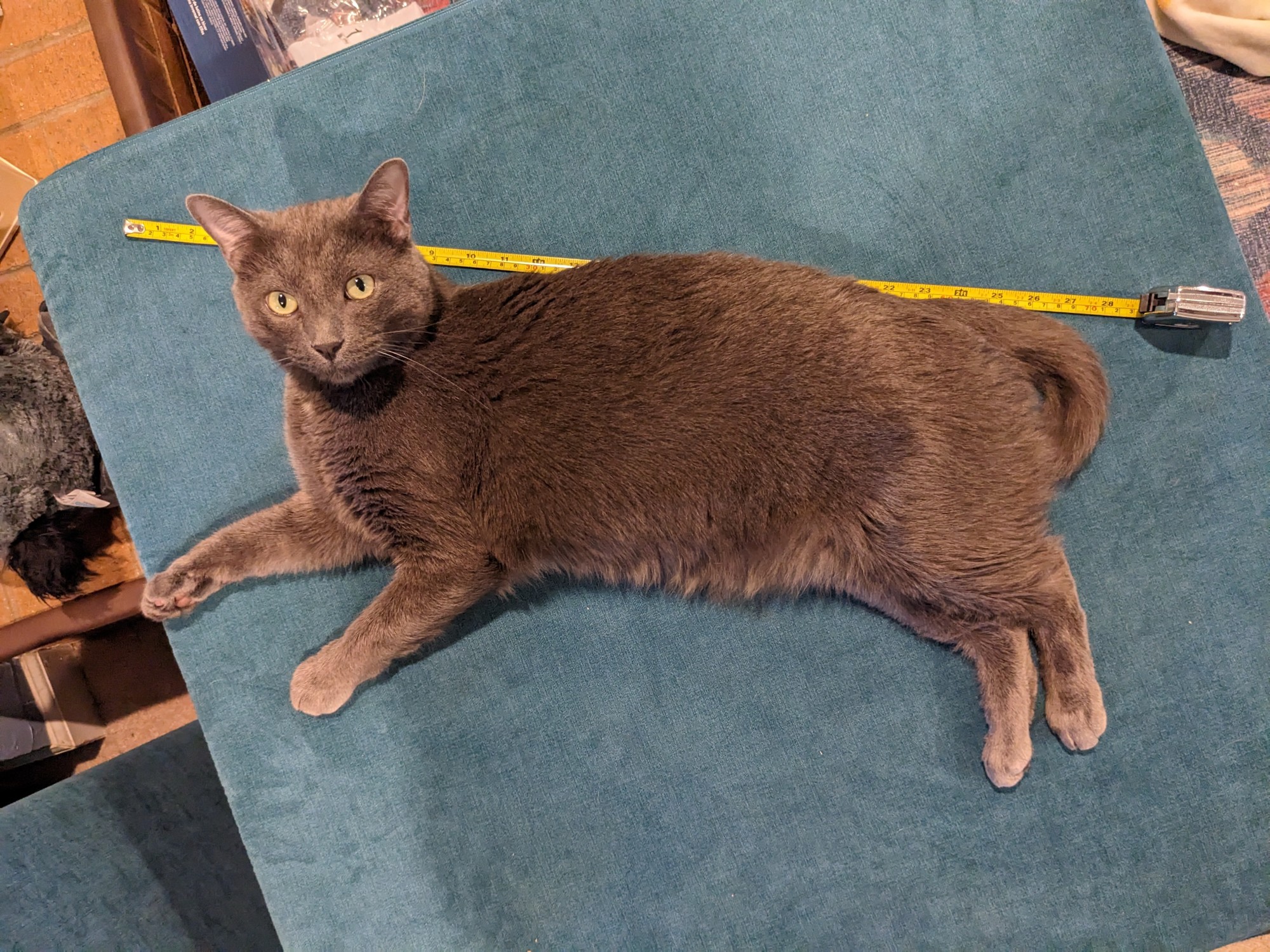 Kitty Treat Vineyard Pinot Noir