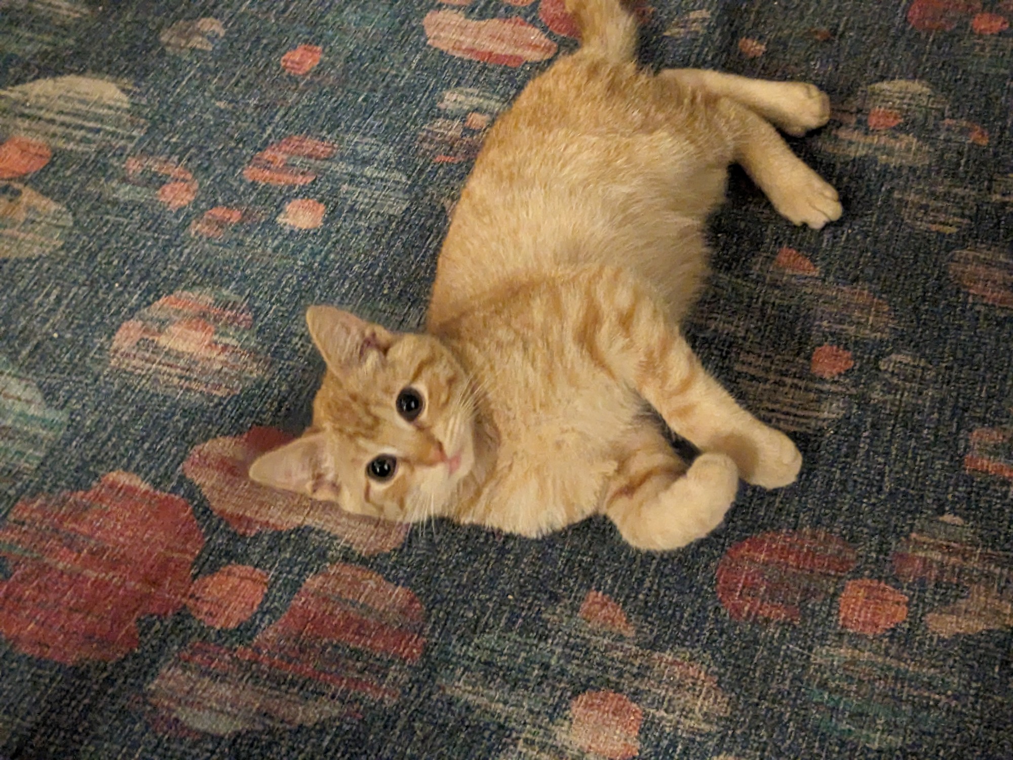 Kitty Treat Vineyard Pinot Noir